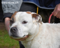 Abalyn - Piratin will Ihr Herz entern