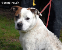 Abalyn - Piratin will Ihr Herz entern