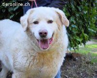 Abele - wenn Kraft und Zeit verloren gehen