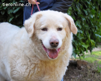 Abele - wenn Kraft und Zeit verloren gehen