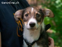 Achilles - ein Herz voller Neugier