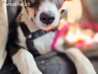 Achilles - ein Herz voller Neugier