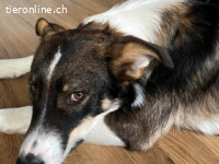 Achilles - ein Herz voller Neugier