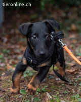 Achtung Zuckerschock – unser süsser Welpe Zorro