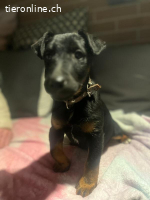 Achtung Zuckerschock – unser süsser Welpe Zorro