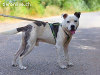 ADAM, unternehmungsfreudiger Mischlingsrüde,ca.9J.,54cm,29kg