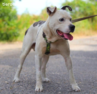 ADAM, unternehmungsfreudiger Mischlingsrüde,ca.9J.,54cm,29kg