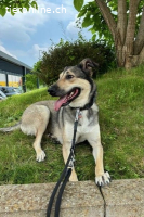 Ahri (ca. 5 Jahre) - das fünfte Rad am Wagen?