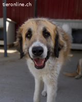 Akeno, der Sonnenschein auf 4 Pfoten