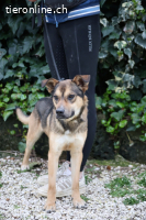 Aki - Verloren, gerettet, verlassen...