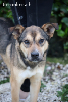 Aki - Verloren, gerettet, verlassen...