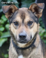 Aki - Verloren, gerettet, verlassen...