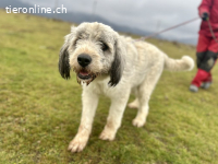 Akiro – ein sanfter Riese mit großem Herz sucht sein Zuhause