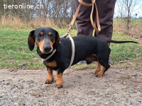 ALADIN, freundlicher Rüde, ca. 5 J., 25cm, 7kg*reserviert*