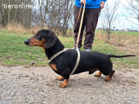 ALADIN, freundlicher Rüde, ca. 5 J., 25cm, 7kg*reserviert*