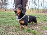 ALADIN, freundlicher Rüde, ca. 5 J., 25cm, 7kg*reserviert*