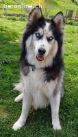 ALARIK sucht Zuhause als Einzelhund