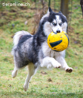 ALARIK sucht Zuhause als Einzelhund