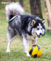 ALARIK sucht Zuhause als Einzelhund
