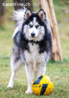 ALARIK sucht Zuhause als Einzelhund
