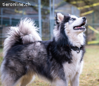 ALARIK sucht Zuhause als Einzelhund