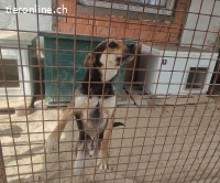 Alek-2, smarter Hundemann