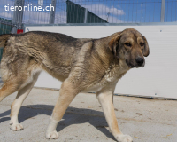 Alena, ruhige Schönheit mit grossem Herz