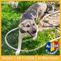 Alessa, wann beginnt mein neues Abenteuer?