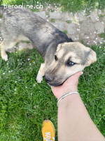 Alessa, wann beginnt mein neues Abenteuer?