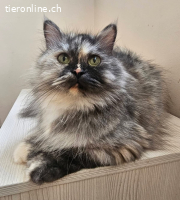 Alma und Barla suchen ihren Hafen