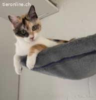 Alma und Barla suchen ihren Hafen