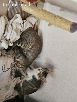 ALMU, w., kastr., EKH, geb. 01/2022