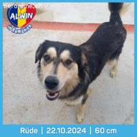 Alwin möchte so gerne gesehen werden