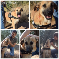 Amara, w./kastr., geb. ca. 9/2017, Größe: ca. 70 cm