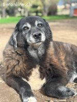 Amber - verschmuste Hundeomi sucht Kuschelpartner