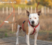 Amidala, mendschenbezogenes, älteres Hundemädchen