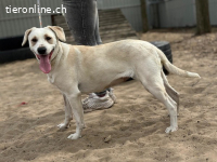 Amrita, dankbare Hündin