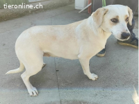 Amrita, dankbare Hündin