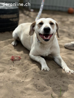 Amrita, dankbare Hündin