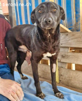 Amy – sanfte Junghündin sucht Geborgenheit