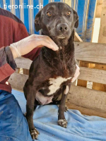 Amy – sanfte Junghündin sucht Geborgenheit