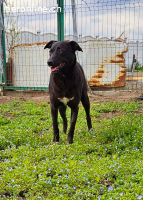 Amy – sanfte Junghündin sucht Geborgenheit