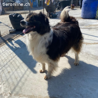 Amy sucht ein neues Zuhause mit viel Herz