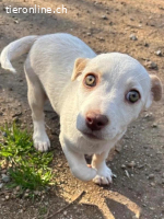 Anda - süße Welpendame sucht dich!