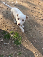 Anda - süße Welpendame sucht dich!