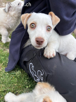Anda - süße Welpendame sucht dich!