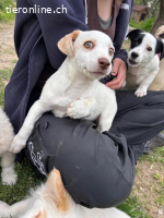 Anda - süße Welpendame sucht dich!