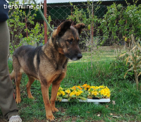 Anelma, wunderschöne Hündin