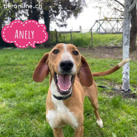 Anely eine extrem gutmütige Hündin