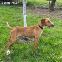 Anely eine extrem gutmütige Hündin